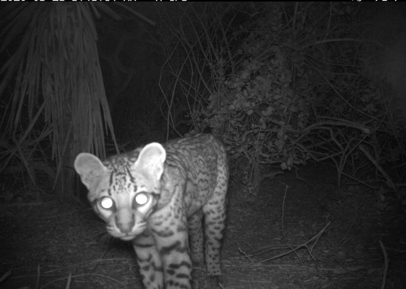 Nocturnal Camera Trap Footage