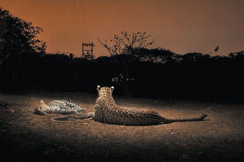 Nocturnal Lifestyle Reduces Human Conflict