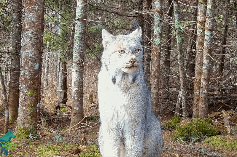 Northern Minnesota