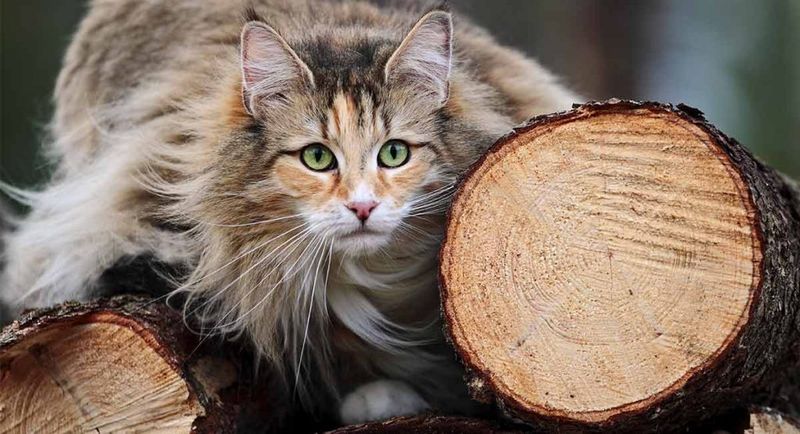 Norwegian Forest Cat