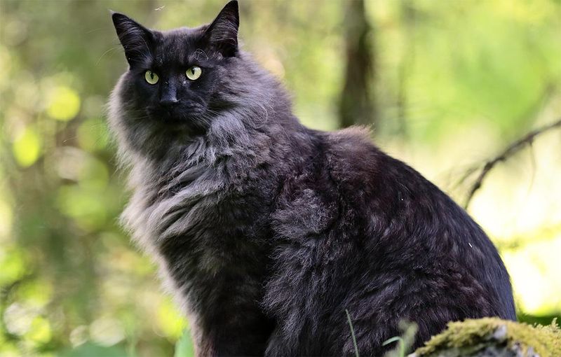 Norwegian Forest Cat