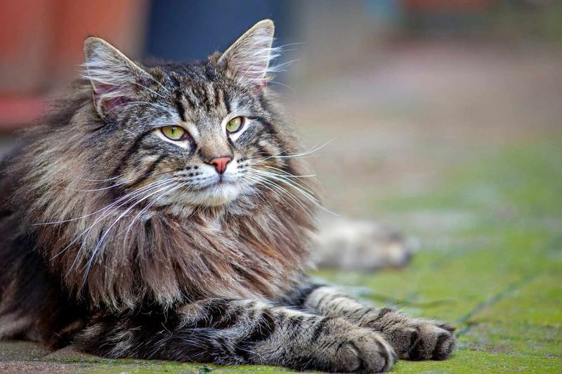 Norwegian Forest Cat