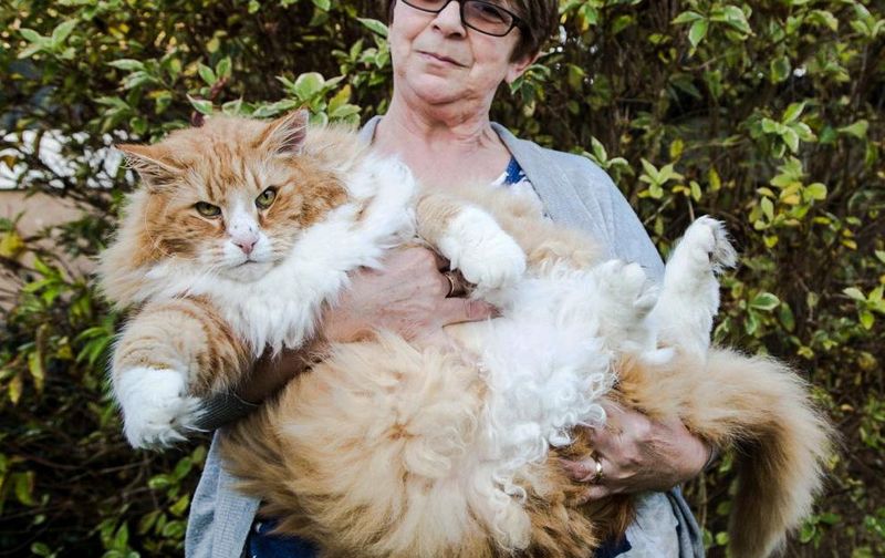 Norwegian Forest Cat