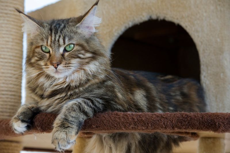 Norwegian Forest Cat