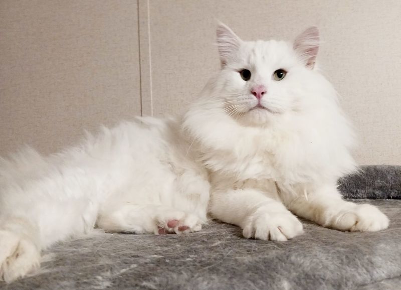 Norwegian Forest Cat