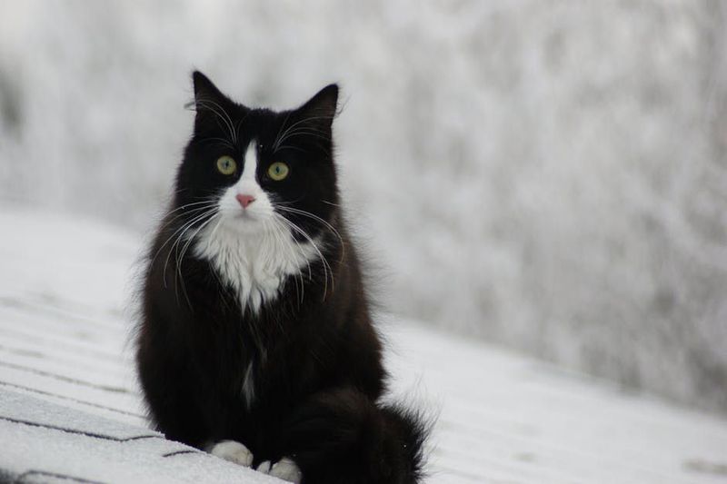 Norwegian Forest Cat