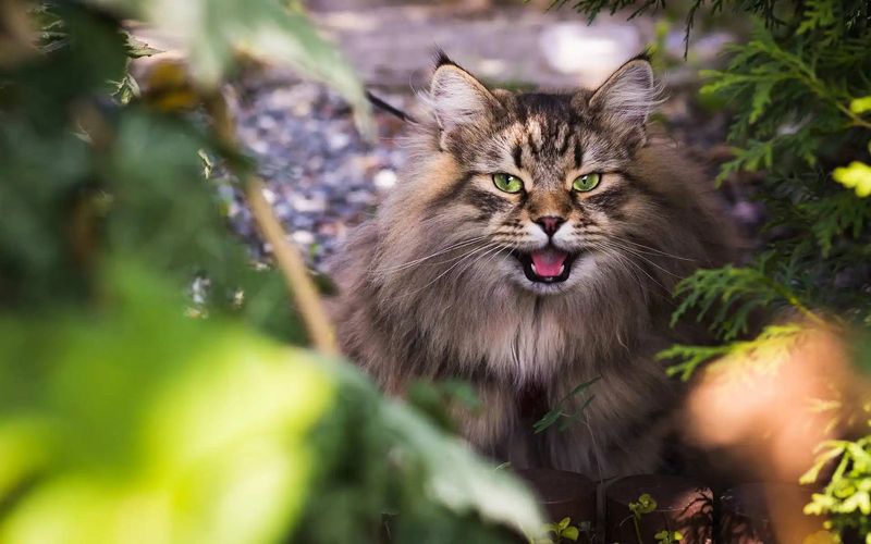 Norwegian Forest Cat