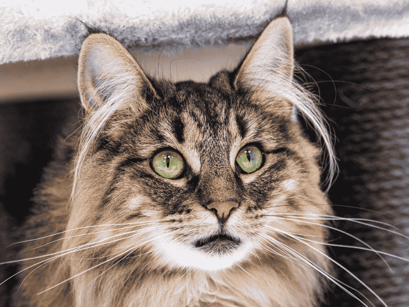 Norwegian Forest Cat