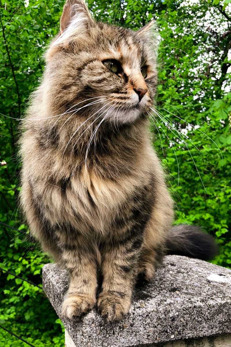 Norwegian Forest Cat