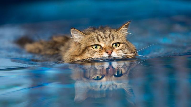 Norwegian Forest Cat