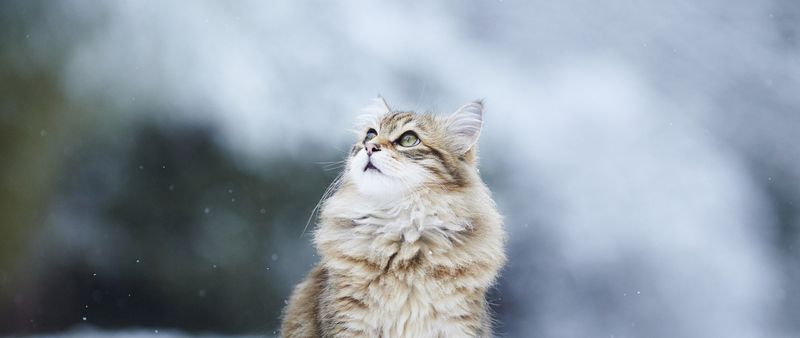 Norwegian Forest Cat