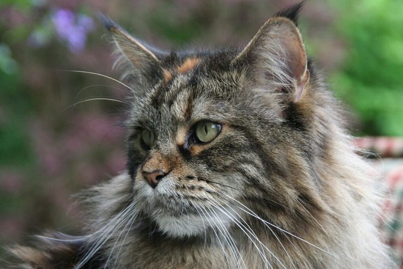 Norwegian Forest Cat