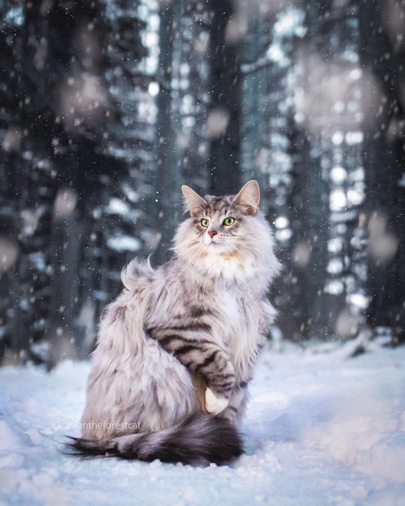 Norwegian Forest Cat