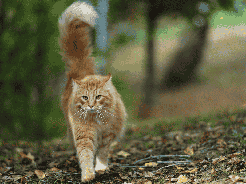 Norwegian Forest Cat