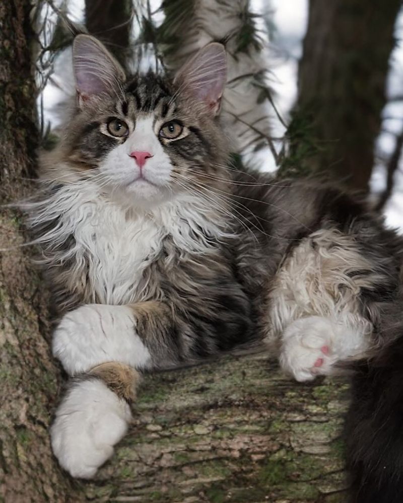 Norwegian Forest Cats: Viking-Strong Constitutions