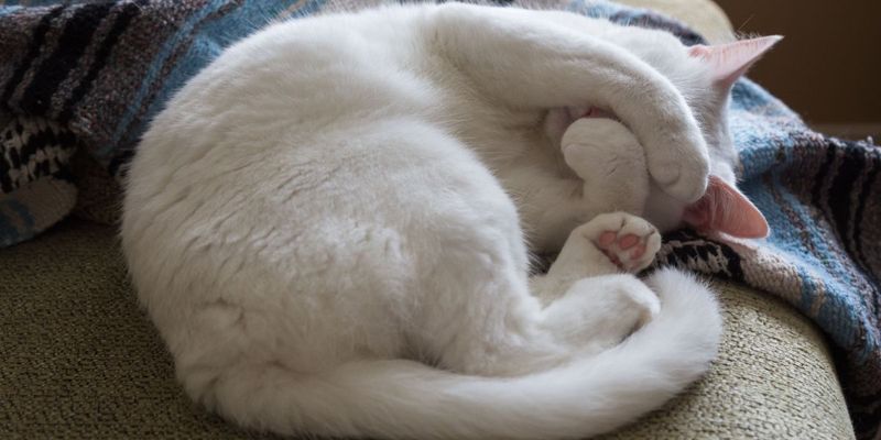 Nose-to-Tail Warmth
