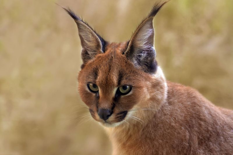 Not Actually Lynxes