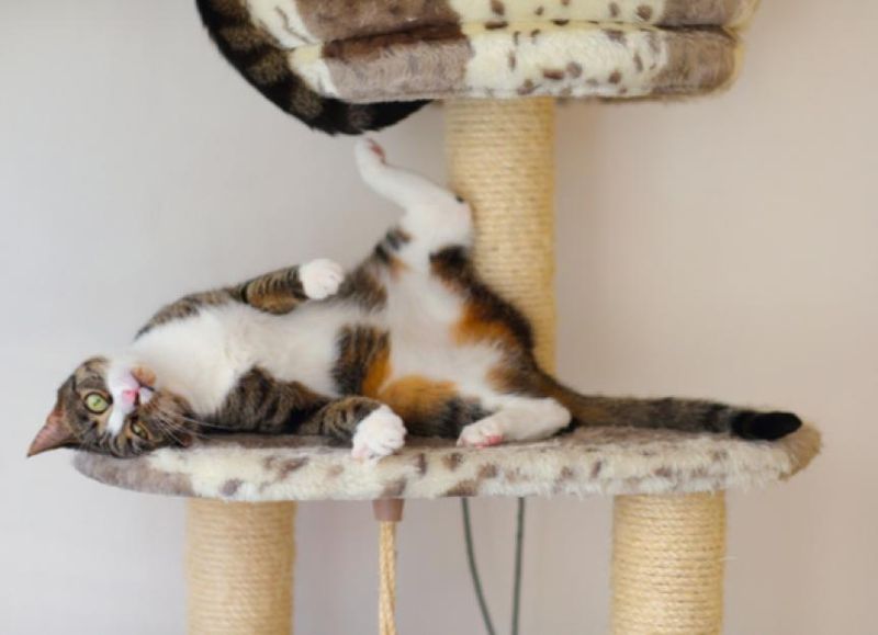Not All Cats React