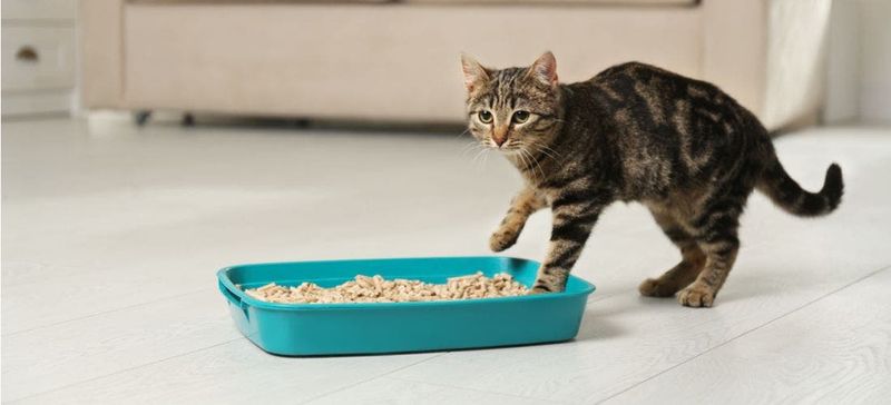 Not Cleaning the Litter Box Often