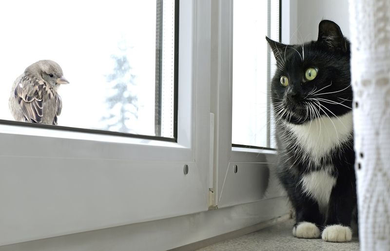 Not enough windows to look out of. Still, you're better than my old owner.