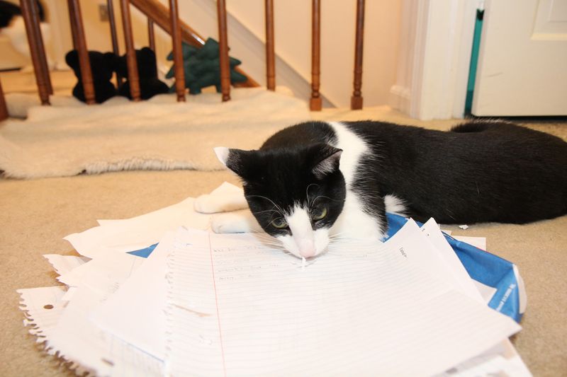 Notebooks or Paper