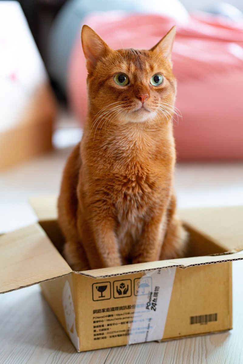 Obsession with Boxes
