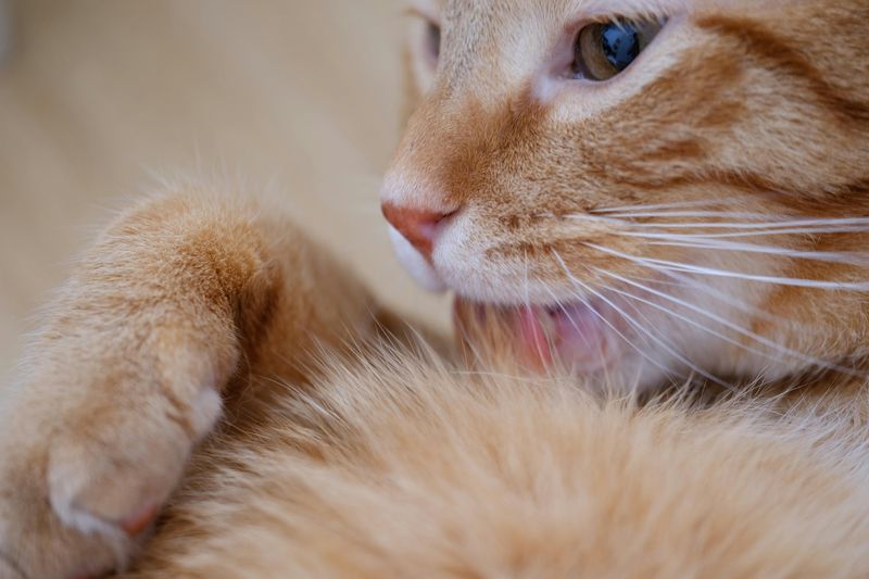 Obsessive Grooming Session