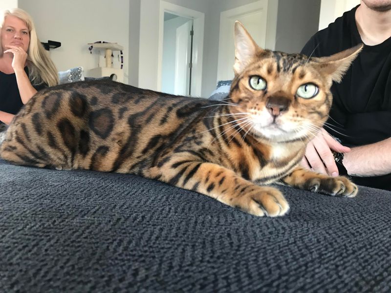 Ocelot