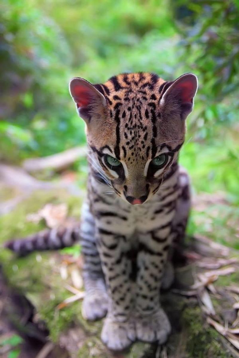 Ocelot