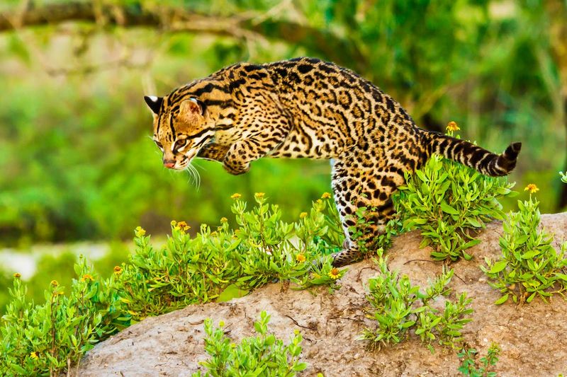 Ocelot