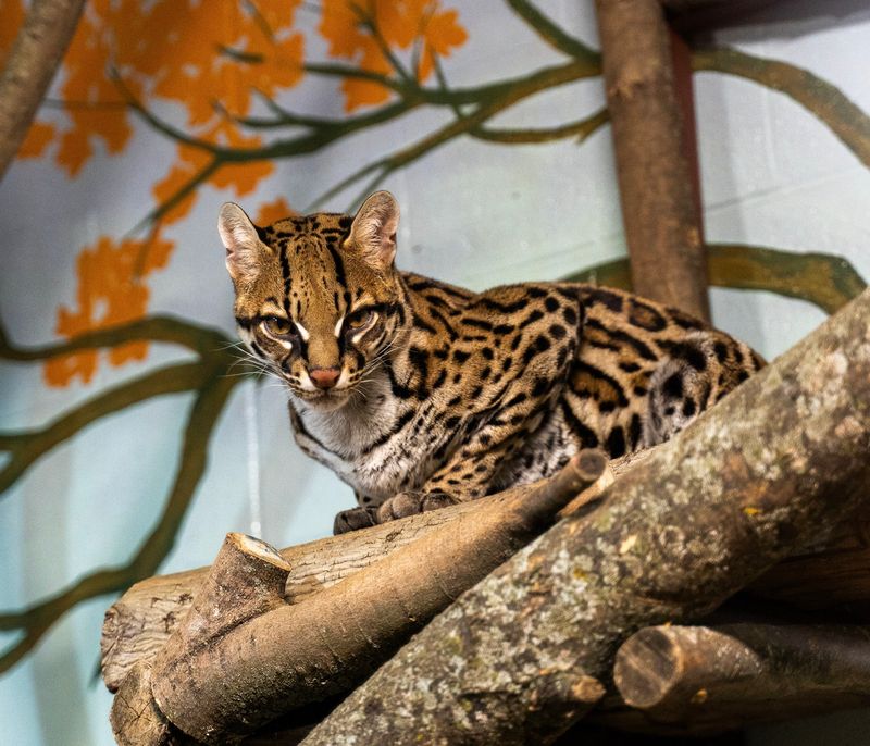 Ocelot