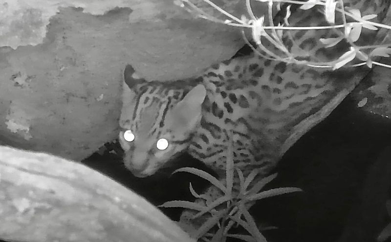 Ocelot Captured on Camera in Arizona