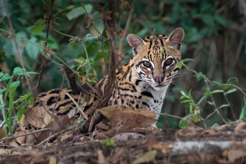 Ocelot (Leopardus pardalis)