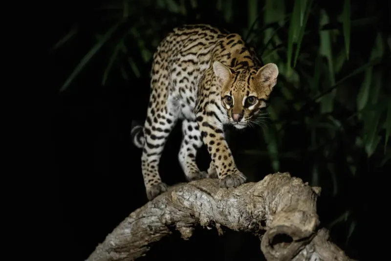 Ocelot (Leopardus pardalis) - Forest