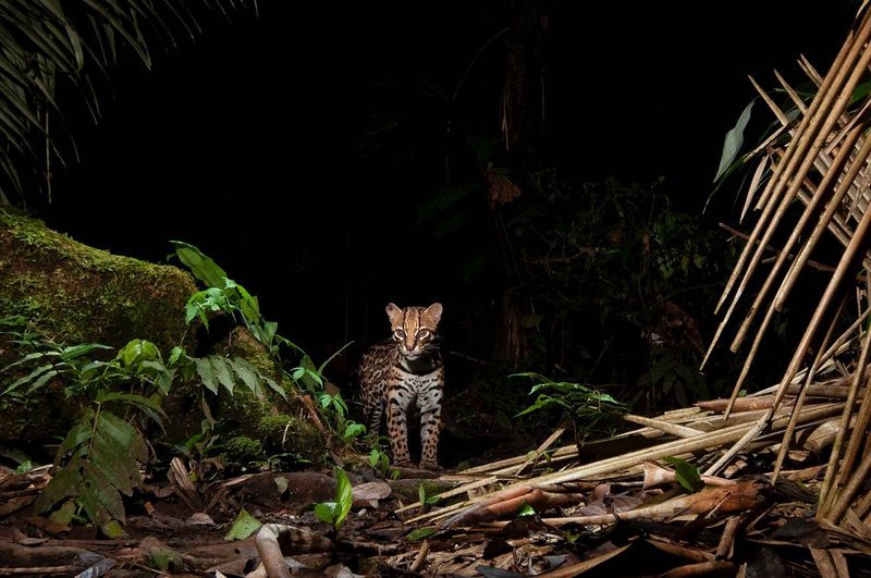 Ocelot (Leopardus pardalis)