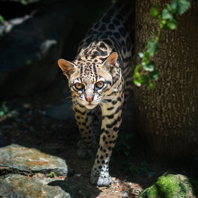 Ocelot
