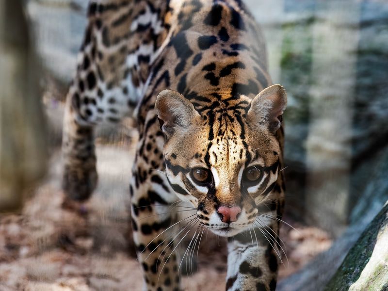 Ocelots Stalk the South Texas Borderlands