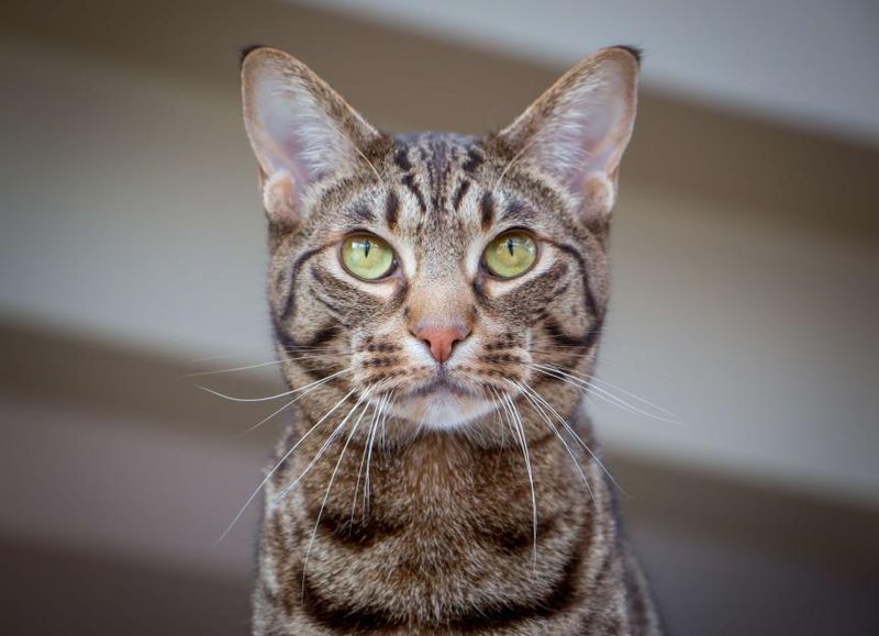 Ocicat