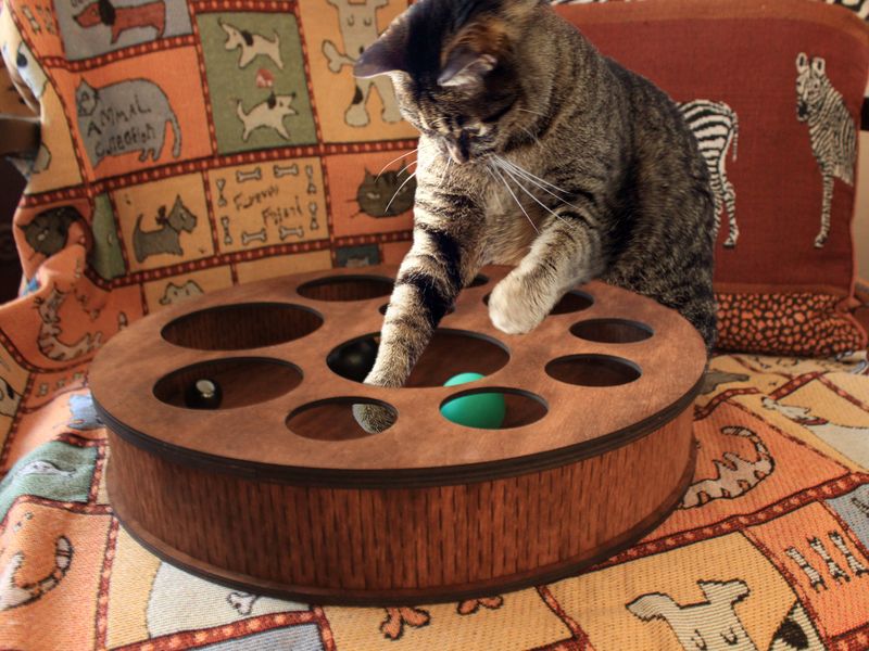 Offer Engaging Enrichment