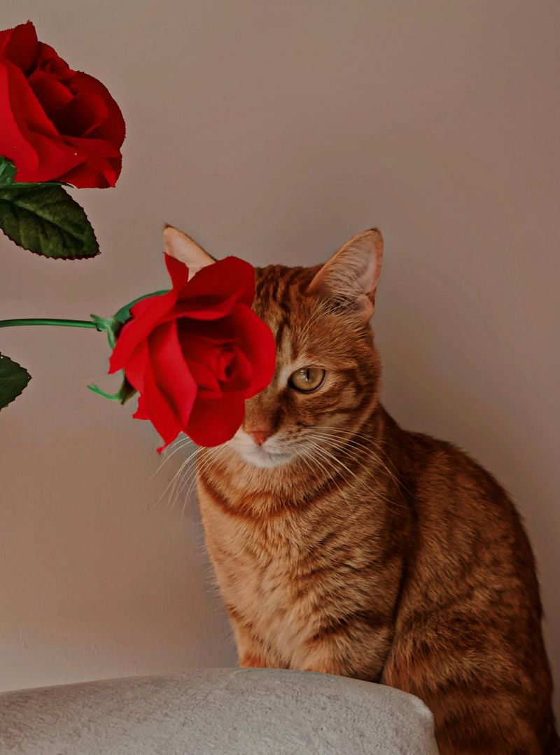 Offer Familiar Scents