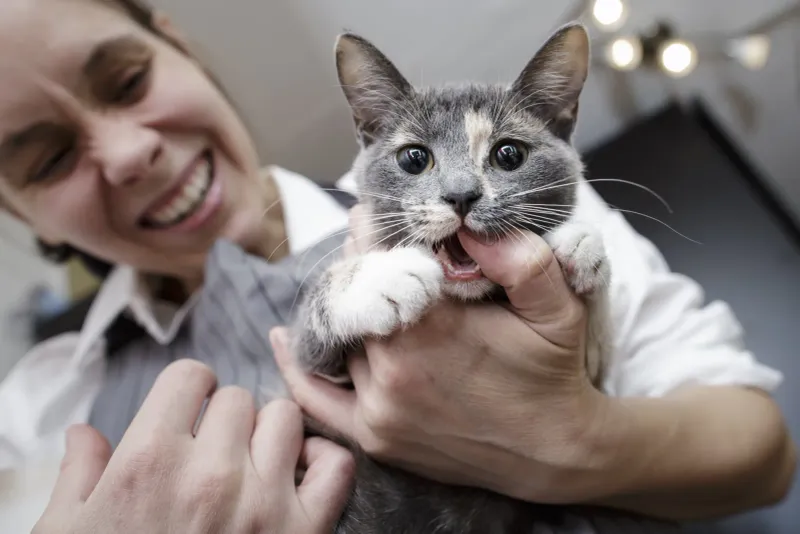 Offer Gentle Grooming