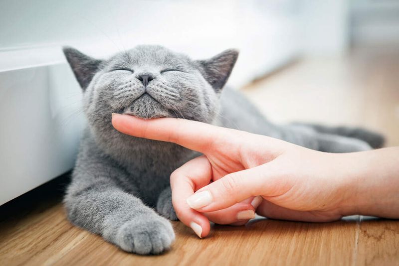 Offer Gentle Petting