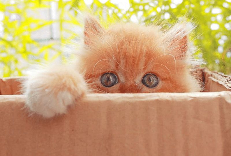 Offer Hiding Spots