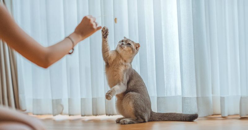 Offer High-Value Treats Strategically