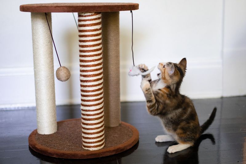 Offer Plenty of Scratching Options