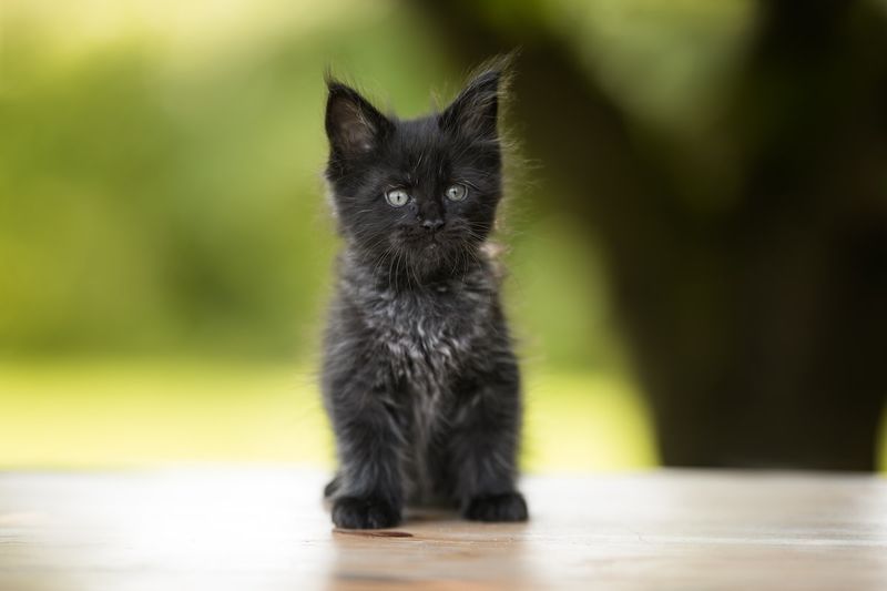 Often Mistaken for Kittens Forever