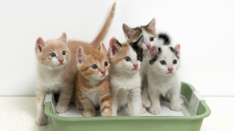 One Box Per Cat + One Extra
