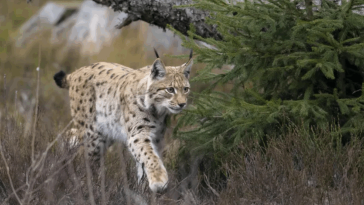 One Rare Wild Cat From Every Continent—And the Incredible Stories Behind Them