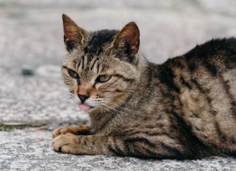 Open-Mouth or Labored Breathing