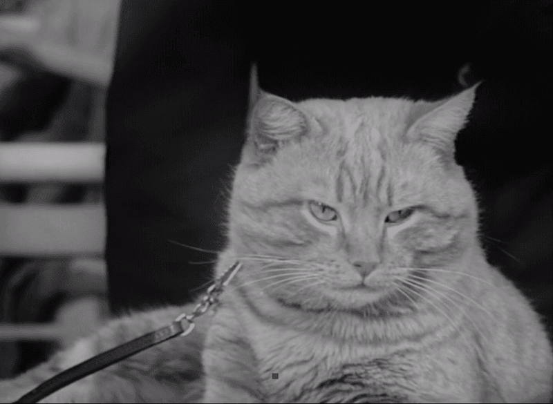 Orangey: Hollywood's Golden Age Feline Star